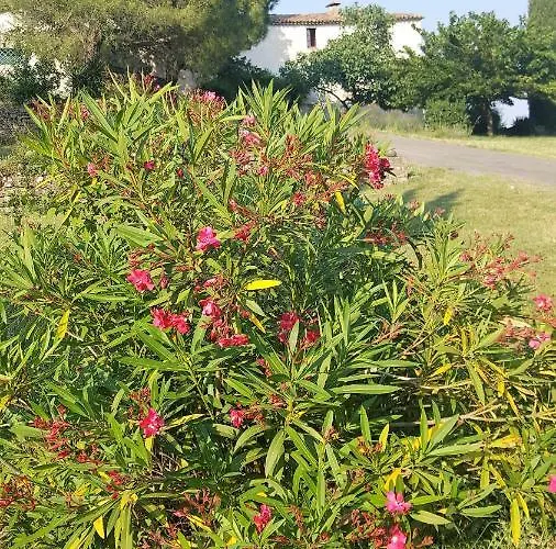 בית נופש - Mas De Louise